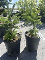 2 small Trees.      18”    High bidder Will be 2