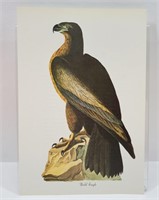 Bald Eagle Bird Print John J. Audubon