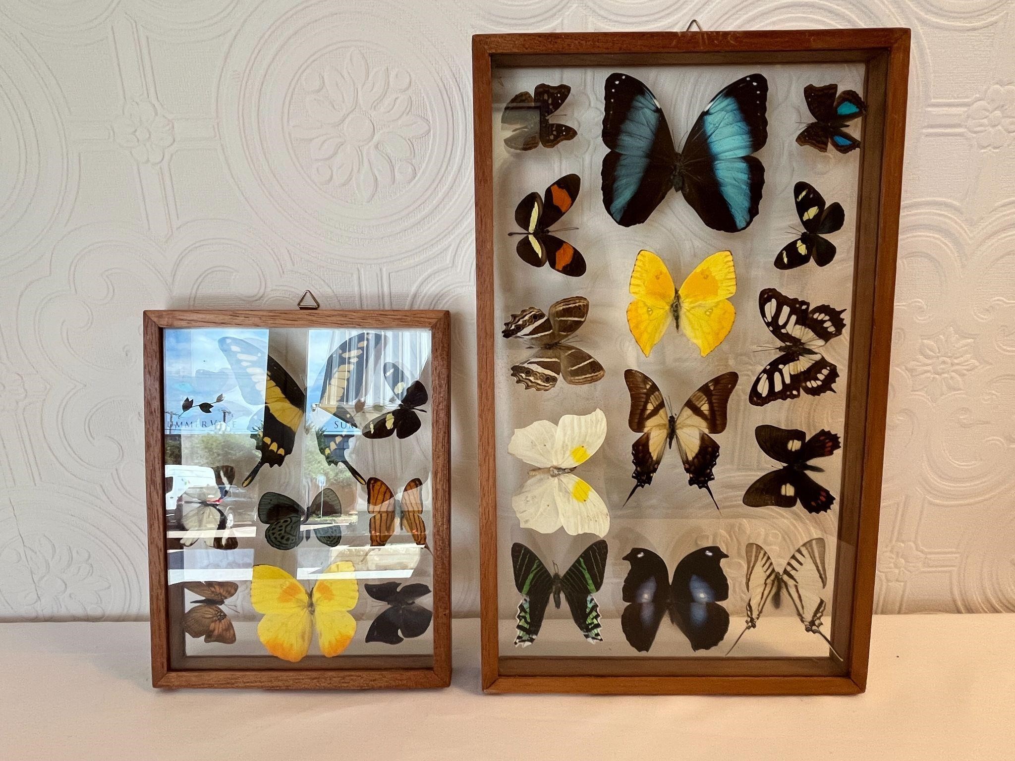 Set of 2 Window Displays of Preserved Butterflies