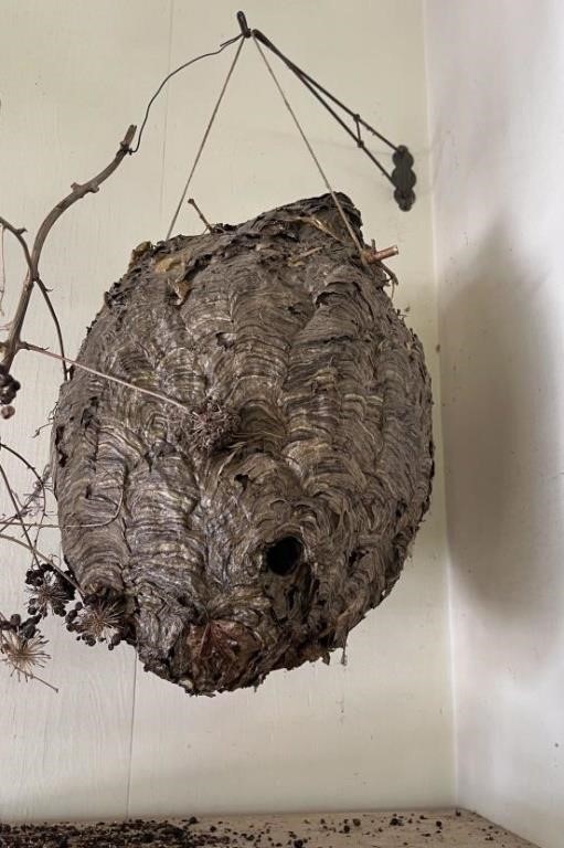Natural Hornets Nest