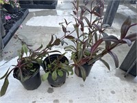 3 Lot of 1 ea Onyx + Pearls Peustemon Plants 1 Gal