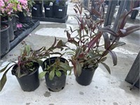 3 Lot of 1 ea Onyx + Pearls Peustemon Plants1 Gal