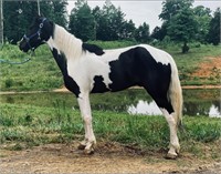 Ducky; Black/White SSH Gelding