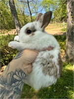 Adorable Baby Bunny Rabbit
