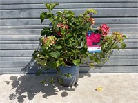 Summer Crush Hydrangea Plant