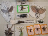 Collection d insectes