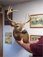 10 Pt Buck