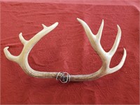 Vintage Pair of Unmounted Deer Horns