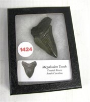 Megladon tooth from the coastal rivers of South