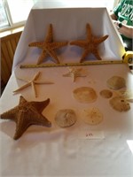 11 Pieces Starfish/Sand Dollars