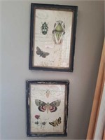 Lot of 2 butterfly pictures