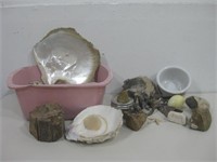 Petrified Wood, Sea Shells & Geological Items