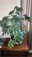 Begonia, Large live plant- ceramic pot not