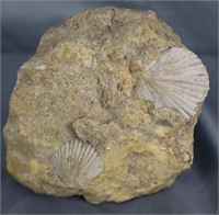 Specimen w/ 2 preserved fossils of marine shells