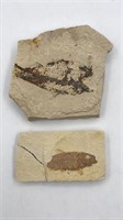 2 Fish Fossils - 1 Is Broken & 1 Is Double-sided