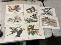 Roger Tory Peterson bird prints