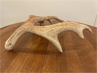 Hand Carved Eagle Head Moose Antler