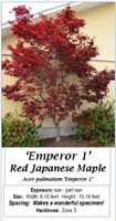 Emperor One Red Japanese Maple Tree
