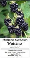6 Thornless Natchez Blackberry Plants