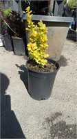 one  1 Gal Golden Japanese Barberry