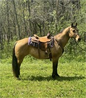 Reba; 13yro Buckskin Mare