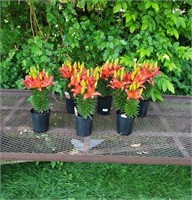 6 Perennial Red Dwarf Lily Plants