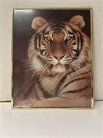 Siberian tiger poster framed photo