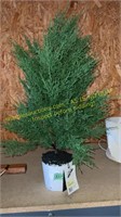 30 in Artificial Cypress Plant (Missing Base)