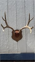 Mule Deer Wall Mount