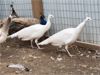 1-White peahen 2 years old, bidding on one only