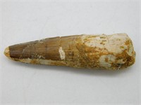 SPINOSAURUS TOOTH ROCK STONE LAPIDARY SPECIMEN