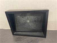 Preserved Spider Web Framed -Real