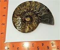 Cut and Polished Ammonite Fossil