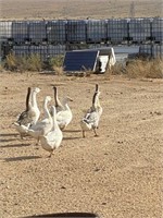 Geese, approx 10, live, selling price is each