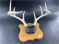 Deer mount, European style 13" spread