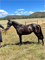 (VIC) WHICHERY - RIDING PONY/WELSH PONY MARE