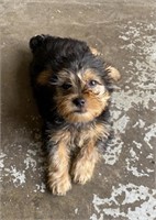 8 week old yorkie male puppy