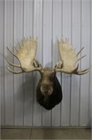 Bull Moose Shoulder Mount, 59" Wide, 72" Tall,
