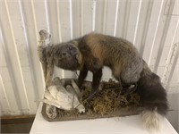 Taxidermy of Japanese racoon dog and Ptarmigan