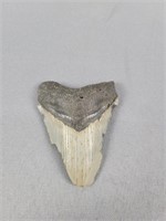 Three Inch Megalodon Tooth