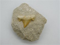 SHARK TOOTH IN MATRIX ROCK STONE LAPIDARY SPECIMEN