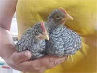 2 unsexed-Barred Rock Chicks-4 weeks old