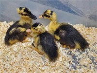 3 Unsexed-Ancona Ducklings-2 weeks old