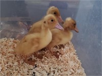 3 Unsexed-White Ducklings(1 crested) 2 weeks