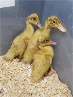 3 Unsexed-White Pekin Ducklings-2 weeks old