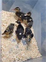 5 Unsexed-Assorted Ducklings-2 weeks old