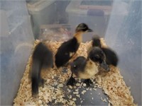 4 Unsexed-Black Swedish Ducklings-2 weeks