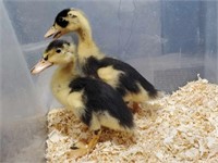 2 Unsexed- Ancona Ducklings - 2 weeks old