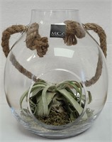 XL air plant with large hanging terrarium