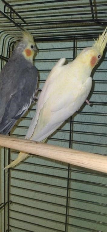 Pair-Cockatiels-Proven pair